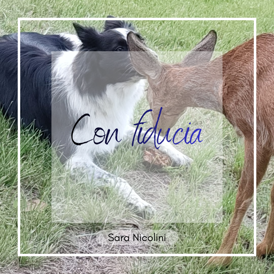 Con fiducia