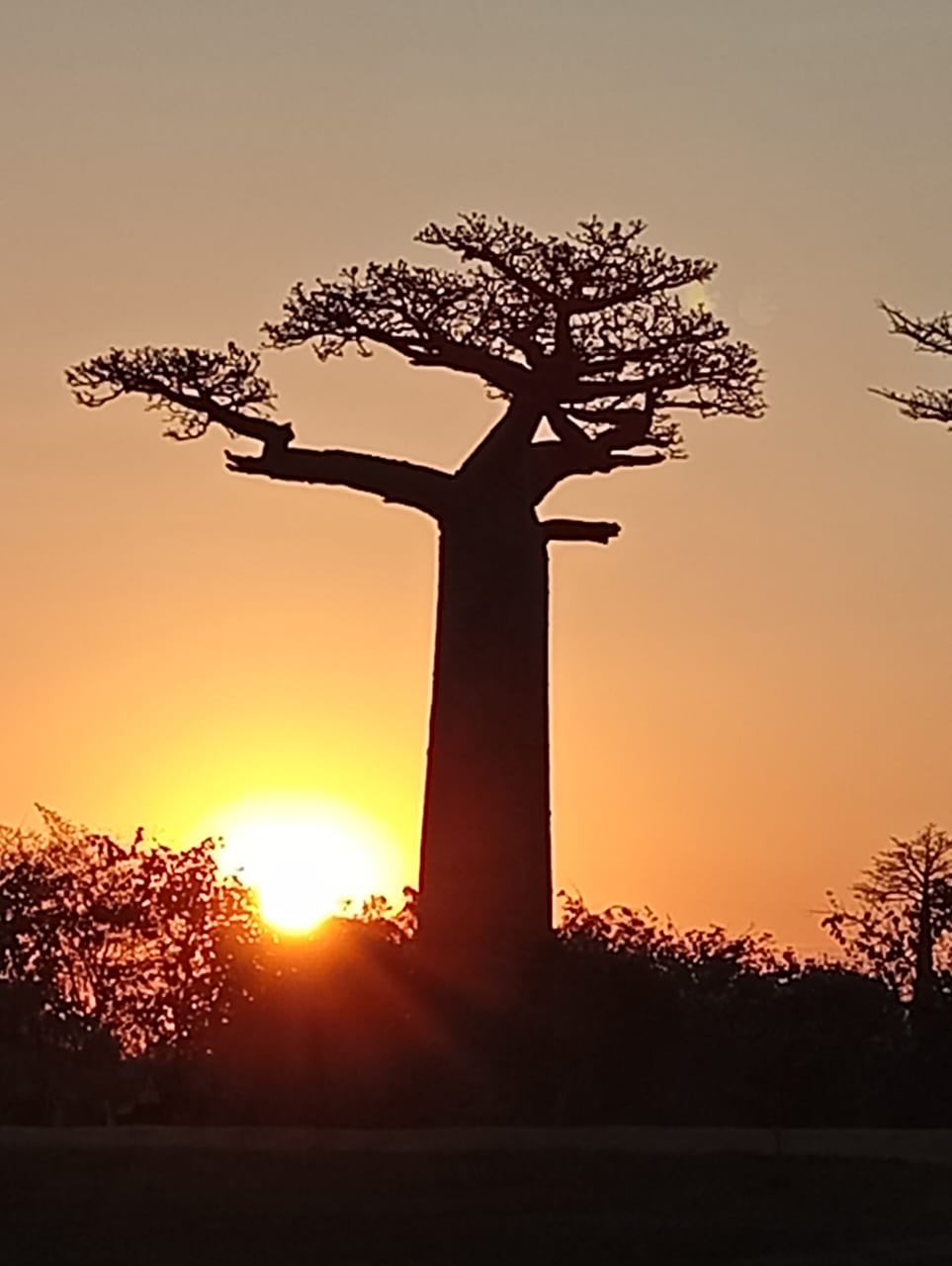 COME UN BAOBAB